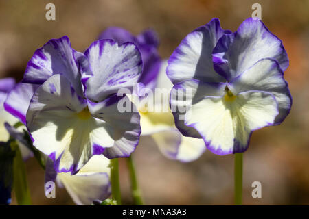 Lila Spritzern creme Blumen der kompakte mehrjährig Violetta, Viola 'Rebecca' Stockfoto