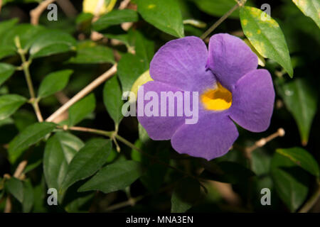 Bush Clockvine (Thunbergia erecta) Stockfoto