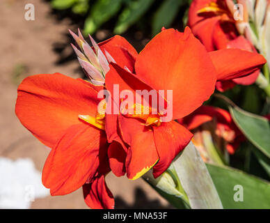 Rot canna Lilly. Stockfoto