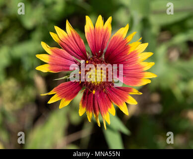 Eine ungewöhnlich helle, auffällige Wildflower in einem experimentellen Grundstück in der Red River National Wildlife Sanctuary in nowthwest Louisiana wächst. Stockfoto