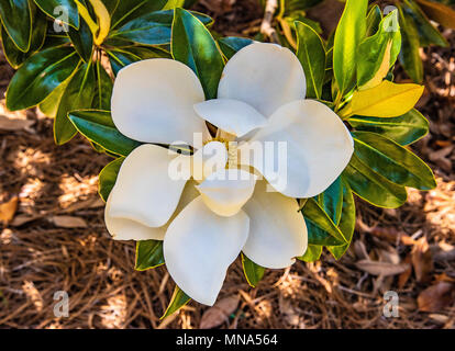 Magnolia virginiana ist ein kleiner Baum in dekorativen lanscaping im amerikanischen Süden verwendet. Stockfoto