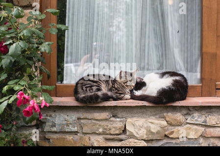 Süße Kätzchen schlafen auf einer Fensterbank, auf einem Weingut in der Toskana Stockfoto