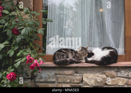 Süße Kätzchen schlafen auf einer Fensterbank, auf einem Weingut in der Toskana Stockfoto