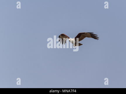 Ein Brahminy Kite im Flug mit Fisch gerade gefangen Stockfoto