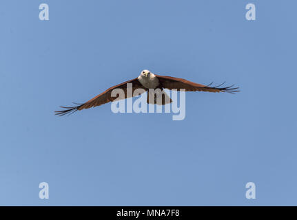 Ein Brahminy Kite im Flug mit Fisch gerade gefangen Stockfoto