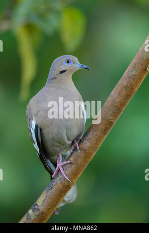 White-winged dove-Zenaida asiatica, schöne pidgeon von Neue Welt, Costa Rica. Stockfoto