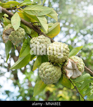 Custard Apple Obst auf grüner Baum im Garten, tropische Früchte Stockfoto