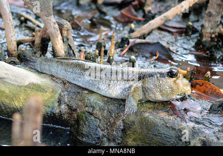 Schlammspringer, amphibische Fische Stockfoto