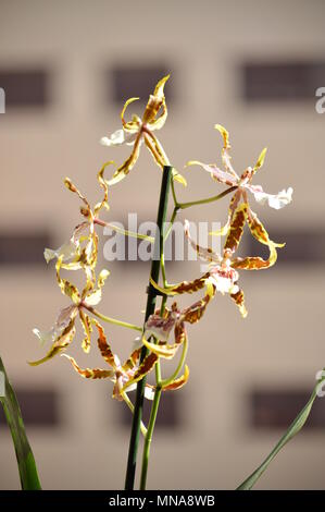 Orchid Brassia Tessa Gelb und Braun Foto von verschiedenen Blumen auf einem Stock. Natur Orchidee Botanica Biologie Phytology Blumen Pflanzen. Mai 5, 2018. Stockfoto