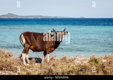Stier stehend im Busch bei der Boa Strand am Roten Insel, im Osten der Provinz Nusa Tenggara, Indonesien Stockfoto