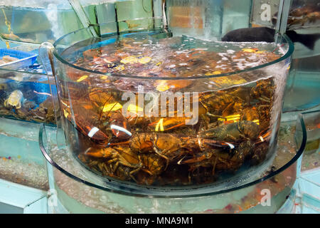Aquarien in einem chinesischen Restaurant, Hongkong, China. Stockfoto