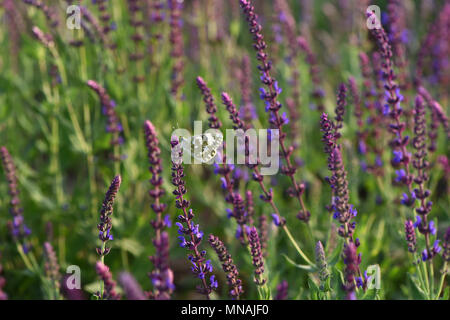 Weifang, Weifang, China. 15 Mai, 2018. Weifang, China, 15. Mai 2018: Blühende Blumen in Qingzhou Forest Park in Weifang, Provinz Shandong im Osten Chinas. Credit: SIPA Asien/ZUMA Draht/Alamy leben Nachrichten Stockfoto