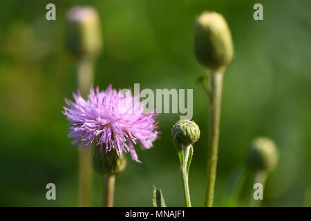 Weifang, Weifang, China. 15 Mai, 2018. Weifang, China, 15. Mai 2018: blühende Blume an qingzhou Forest Park in Weifang, Provinz Shandong im Osten Chinas. Credit: SIPA Asien/ZUMA Draht/Alamy leben Nachrichten Stockfoto