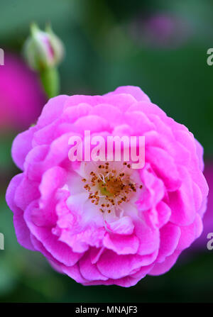 Weifang, Weifang, China. 15 Mai, 2018. Weifang, China, 15. Mai 2018: blühende Blume an qingzhou Forest Park in Weifang, Provinz Shandong im Osten Chinas. Credit: SIPA Asien/ZUMA Draht/Alamy leben Nachrichten Stockfoto