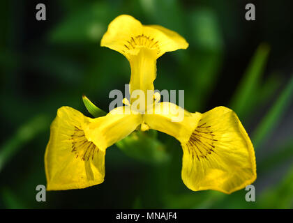 Weifang, Weifang, China. 15 Mai, 2018. Weifang, China, 15. Mai 2018: blühende Blume an qingzhou Forest Park in Weifang, Provinz Shandong im Osten Chinas. Credit: SIPA Asien/ZUMA Draht/Alamy leben Nachrichten Stockfoto