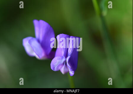 Weifang, Weifang, China. 15 Mai, 2018. Weifang, China, 15. Mai 2018: blühende Blume an qingzhou Forest Park in Weifang, Provinz Shandong im Osten Chinas. Credit: SIPA Asien/ZUMA Draht/Alamy leben Nachrichten Stockfoto