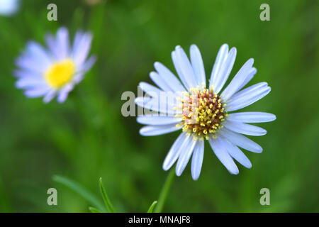 Weifang, Weifang, China. 15 Mai, 2018. Weifang, China, 15. Mai 2018: Blühende Blumen in Qingzhou Forest Park in Weifang, Provinz Shandong im Osten Chinas. Credit: SIPA Asien/ZUMA Draht/Alamy leben Nachrichten Stockfoto