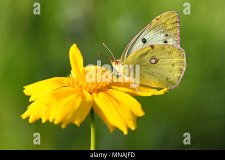 Weifang, Weifang, China. 15 Mai, 2018. Weifang, China, 15. Mai 2018: blühende Blume an qingzhou Forest Park in Weifang, Provinz Shandong im Osten Chinas. Credit: SIPA Asien/ZUMA Draht/Alamy leben Nachrichten Stockfoto