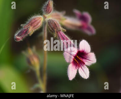 Weifang, Weifang, China. 15 Mai, 2018. Weifang, China, 15. Mai 2018: blühende Blume an qingzhou Forest Park in Weifang, Provinz Shandong im Osten Chinas. Credit: SIPA Asien/ZUMA Draht/Alamy leben Nachrichten Stockfoto