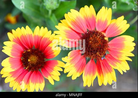 Weifang, Weifang, China. 15 Mai, 2018. Weifang, China, 15. Mai 2018: Blühende Blumen in Qingzhou Forest Park in Weifang, Provinz Shandong im Osten Chinas. Credit: SIPA Asien/ZUMA Draht/Alamy leben Nachrichten Stockfoto