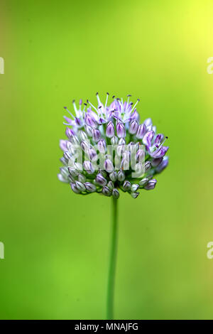 Weifang, Weifang, China. 15 Mai, 2018. Weifang, China, 15. Mai 2018: blühende Blume an qingzhou Forest Park in Weifang, Provinz Shandong im Osten Chinas. Credit: SIPA Asien/ZUMA Draht/Alamy leben Nachrichten Stockfoto