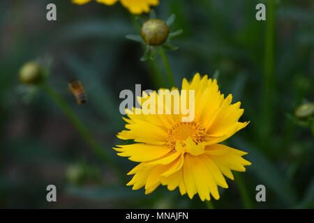 Weifang, Weifang, China. 15 Mai, 2018. Weifang, China, 15. Mai 2018: blühende Blume an qingzhou Forest Park in Weifang, Provinz Shandong im Osten Chinas. Credit: SIPA Asien/ZUMA Draht/Alamy leben Nachrichten Stockfoto