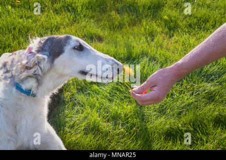 Große Weiße Rasse Russischer Windhund mit braunen Flecken schnuppert Finger, braunen Augen an Hand mit einer Blume Löwenzahn. Stockfoto