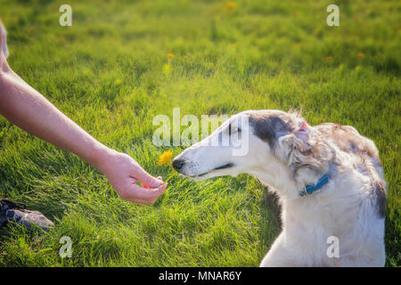 Große Weiße Rasse Russischer Windhund mit braunen Flecken schnuppert Finger, braunen Augen an Hand mit einer Blume Löwenzahn. Stockfoto