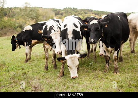 Die Herde der Holstein Milch grasende Kühe auf der Weide während der warmen sonnigen Tag im Sommer. Die Fliegen sitzen auf dem Tiere Körper Stockfoto