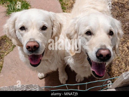 Zwei Platinum farbig Golden Retriever Hunde Stockfoto