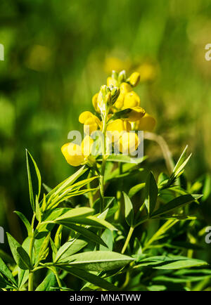 Golden Banner; THERMOPSIS Montana; Wildblumen in voller Blüte; Vandaveer Ranch; Salida; Colorado; USA Stockfoto