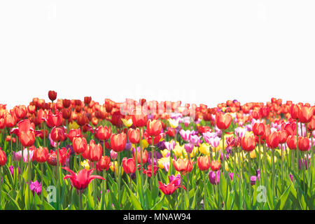 Blumen auf weißem Hintergrund Stockfoto