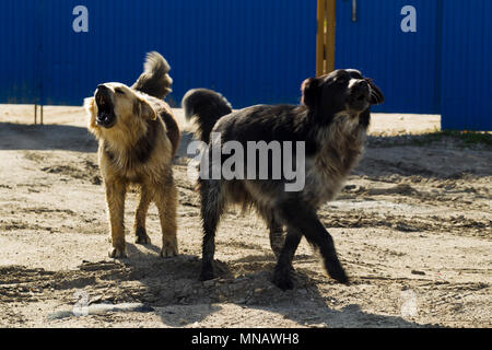 Zwei mongrel Hunde bellen auf dem Hintergrund der blauen Metallzaun, sonnigen Tag Stockfoto