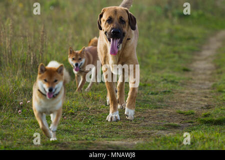 Hund spanische Mastiff Hund Rasse ist durch Shibu Inu für einen Spaziergang, natürliches Licht umgeben Stockfoto