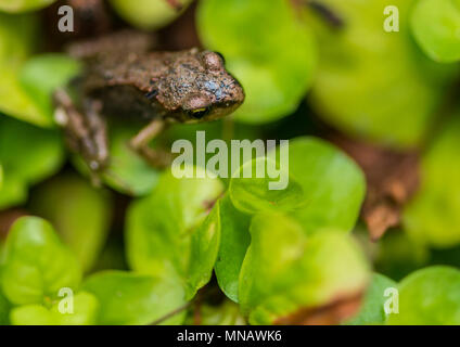 Eine Makroaufnahme eines froglet unter den grünen Blättern einer schleichenden Jenny Pflanzen sitzen. Stockfoto