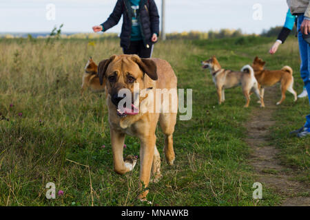 Hund spanische Mastiff Hund Rasse ist durch Shibu Inu für einen Spaziergang, natürliches Licht umgeben Stockfoto