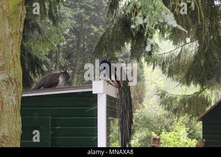 Peacock hautnah Stockfoto