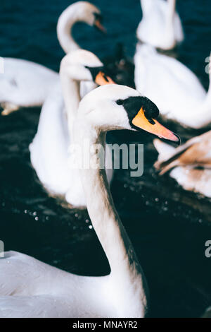 Gruppe der schönen weißen Schwäne schwimmen auf der Alster Canal in der Nähe der City Hall in Hamburg Stockfoto