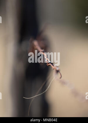 West Zaun aus Stacheldraht Stockfoto