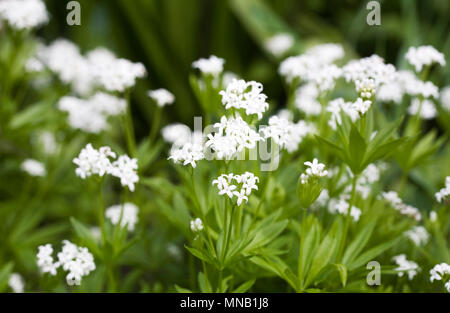 Galium odoratum Blumen im Frühling. Süße Waldmeister. Stockfoto