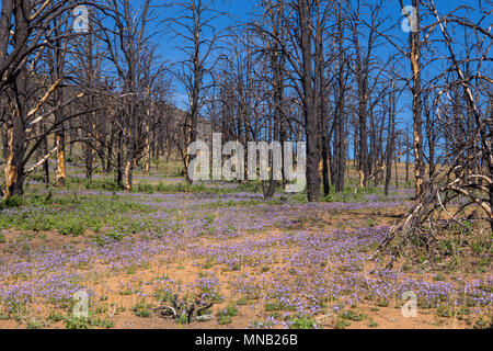 Wildblumen brennen in das Gebiet der Kamin Feuer 2016 in der Nähe der Bezirksgrenze Tulare-Kern im Süden Sierra Nevada Kalifornien USA wiederherstellen Stockfoto