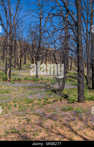 Wildblumen brennen in das Gebiet der Kamin Feuer 2016 in der Nähe der Bezirksgrenze Tulare-Kern im Süden Sierra Nevada Kalifornien USA wiederherstellen Stockfoto