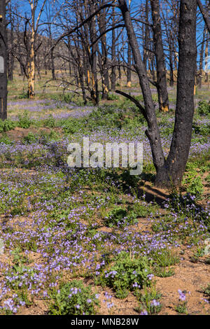 Wildblumen brennen in das Gebiet der Kamin Feuer 2016 in der Nähe der Bezirksgrenze Tulare-Kern im Süden Sierra Nevada Kalifornien USA wiederherstellen Stockfoto