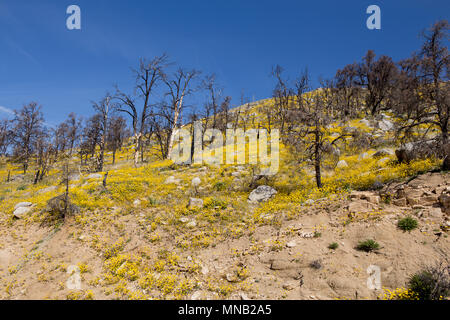 Wildblumen brennen in das Gebiet der Kamin Feuer 2016 in der Nähe der Bezirksgrenze Tulare-Kern im Süden Sierra Nevada Kalifornien USA wiederherstellen Stockfoto