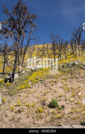 Wildblumen brennen in das Gebiet der Kamin Feuer 2016 in der Nähe der Bezirksgrenze Tulare-Kern im Süden Sierra Nevada Kalifornien USA wiederherstellen Stockfoto