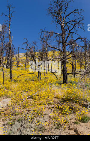 Wildblumen brennen in das Gebiet der Kamin Feuer 2016 in der Nähe der Bezirksgrenze Tulare-Kern im Süden Sierra Nevada Kalifornien USA wiederherstellen Stockfoto