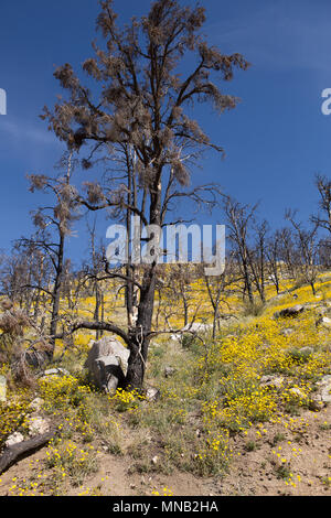 Wildblumen brennen in das Gebiet der Kamin Feuer 2016 in der Nähe der Bezirksgrenze Tulare-Kern im Süden Sierra Nevada Kalifornien USA wiederherstellen Stockfoto