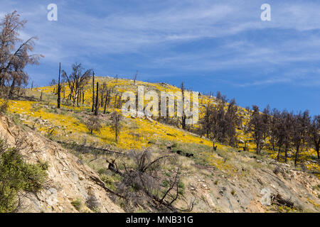 Wildblumen brennen in das Gebiet der Kamin Feuer 2016 in der Nähe der Bezirksgrenze Tulare-Kern im Süden Sierra Nevada Kalifornien USA wiederherstellen Stockfoto