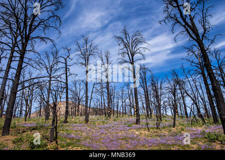 Wildblumen brennen in das Gebiet der Kamin Feuer 2016 in der Nähe der Bezirksgrenze Tulare-Kern im Süden Sierra Nevada Kalifornien USA wiederherstellen Stockfoto