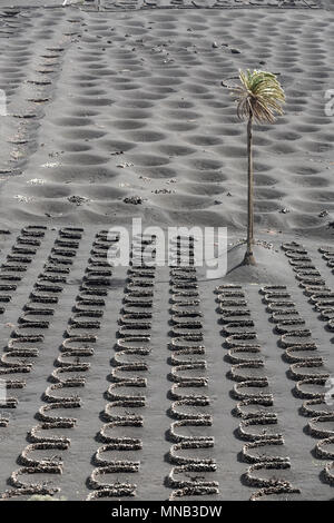 LA GERIA, Lanzarote, Kanarische Inseln, Spanien: Krater oder Vertiefungen in schwarzen Sand genannt Zocos, wurden Reben wachsen kann, in dem Hochspezialisierten Wein g Stockfoto